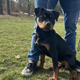 Rottweilers from Von Trinitat Rottweilers
