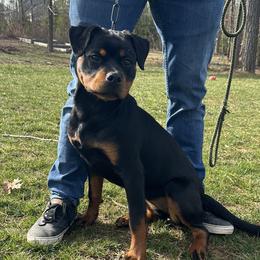 Rottweilers from Von Trinitat Rottweilers