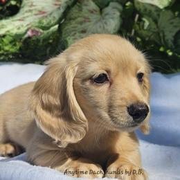 Emma 3875.00 - Cream female Dachshund puppy in Ben Wheeler, Texas from Anytime Dachshunds by D.B.