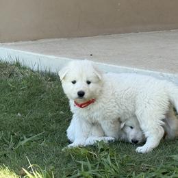 Berger Blanc Suisse and German Shepherd Puppies from Scenic Creek German Shepherds and White Swiss Shepherds