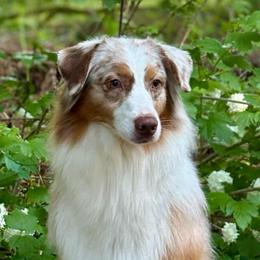 Tinsel - Red merle female Australian Shepherd puppy in Castle Rock, Washington from Zoolo Kennels