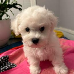 Girl 1 - White and cream female Bichon Frise puppy in Greensboro, North Carolina from Luna Llena Bichons