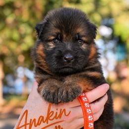 Anakin - Sable male German Shepherd puppy in Canton, Texas from WILDWOOD GERMAN SHEPHERDS