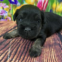 Bean - Black male Miniature Schnauzer puppy in Sylvania, Georgia from Southern Sky Miniature Schnauzers