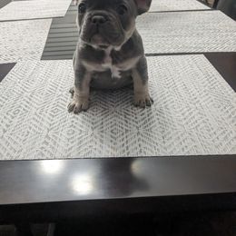 French Bulldog Puppies from Jgrfrenchies