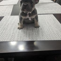 French Bulldog Puppies from Jgrfrenchies