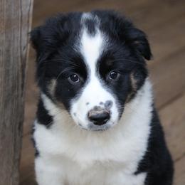 Diamond Back - Black tri male Miniature Australian Shepherd puppy in Gretna, Virginia from Adams Acres Cattle Dogs