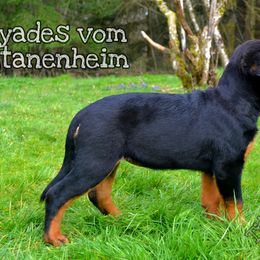 Rottweiler Puppies from Titanenheim Rottweilers
