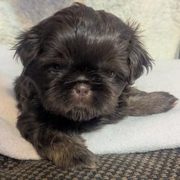 Linus - Liver and white male Shih Tzu puppy in Horseheads, New York from Nancy's Cuddle Babies