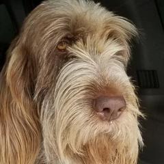 Maggie  - Spinone Italiano