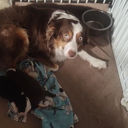 Miniature Australian Shepherds from A&A K9's