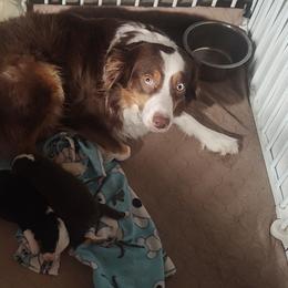 Miniature Australian Shepherds from A&A K9's