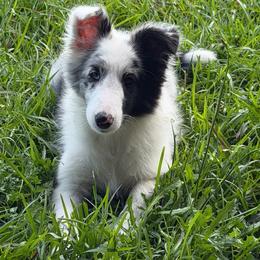 Whitley - Shetland Sheepdog