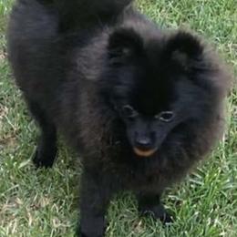 Onxy - Pomeranian