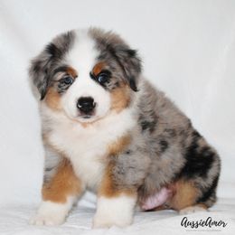 Miniature Australian Shepherd Puppies from Aussie Amor