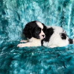 Lil Pocket - Black and white male Cavapoo puppy in Knoxville, Tennessee from Rocky Top Cavapoos