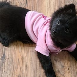 Pomeranians from Georgia Poms
