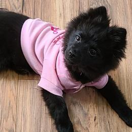 Pomeranians from Georgia Poms