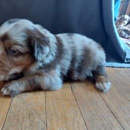 Orange Collar - Red merle Australian Shepherd puppy in Kansas from Lifeline Ranch