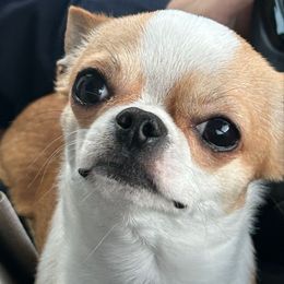 Hugo Boss 🐶 - Chihuahua