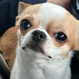 Hugo Boss 🐶 - Chihuahua