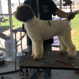 Lagotto Romagnolo All Grown Up from Two By Two Lagotto
