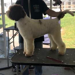 Lagotto Romagnolo All Grown Up from Two By Two Lagotto