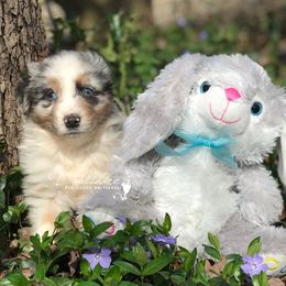 Australian Shepherd Puppies from Davishire Australian Shepherd