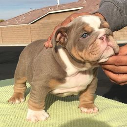 Bulldog and French Bulldog Puppies from MMG Bulldogs