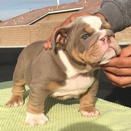 Bulldog and French Bulldog Puppies from MMG Bulldogs