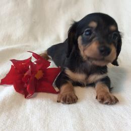 Brady - Black and tan male Dachshund puppy in Sebring, Florida from Mini Weenies