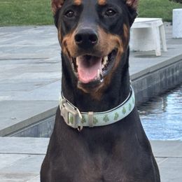 Doberman Pinscher Puppies from Ocean’s Breeze Doberman Pinschers