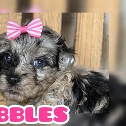 Bubbles - Blue merle female Assorted Doodle Crosses puppy in Garland, Texas from Brewer's Doodles and French Bulldogs