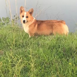George - Pembroke Welsh Corgi
