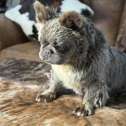 Knutson's Baby Dog Veronica - Liver female French Bulldog puppy in Davis, Oklahoma from Dreampups