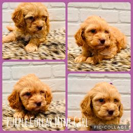 Purple Collar Girl - Apricot female Goldendoodle puppy in San Augustine, Texas from Vintage Doodles