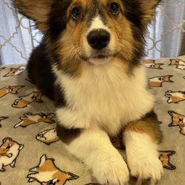Azriel - American Corgi puppy from Weatherby’s Corgis