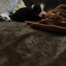 Australian Shepherd Puppies from Spirited Aussies