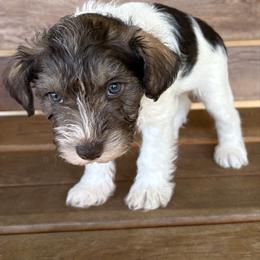 Boy 4 - Parti male Miniature Schnauzer puppy in Dunlap, Tennessee from Beards of Glory