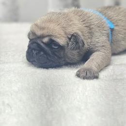 Baby boy - Fawn male Pug puppy in Kodak, Tennessee from My Princess Pugs