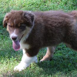 Sawyer - Red tri-color male Australian Shepherd puppy in Kansas, Oklahoma from Windy G Farm