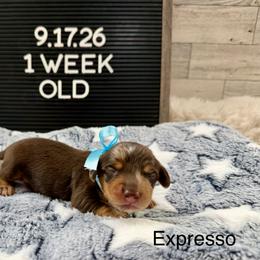 Expresso - Dapple male Dachshund puppy in Goodyear, Arizona from AZ Low Life Doxies