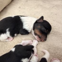 Girl 1 - Black tan and white female Biewer Terrier puppy in West Haven, Connecticut from Lozado’s Biewers