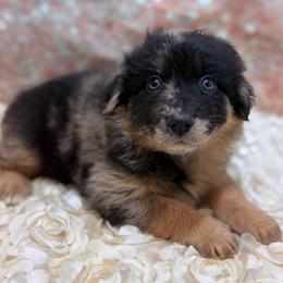 Winnie - Green Collar - Blue merle female Australian Shepherd puppy in San Marcos, California from Faith Family Freedom Farm