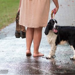 Collie and English Springer Spaniel All Grown Up from Briarcreek