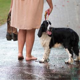 Collie and English Springer Spaniel All Grown Up from Briarcreek