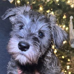 Hazel - Black and silver female Miniature Schnauzer puppy in Akeley, Minnesota from Great Northern Schnauzers