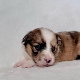 Suede - Sable merle and white male American Corgi puppy in Clifton, Texas from 5H Corgis
