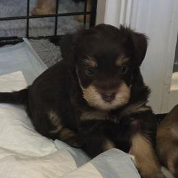 Guinness Lee - Liver female Miniature Schnauzer puppy in Fredericksburg, Virginia from Liver Legends