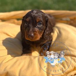 Olive - Chocolate and tan female Dachshund puppy in Cave City, Kentucky from Mammoth Cave Dachshunds